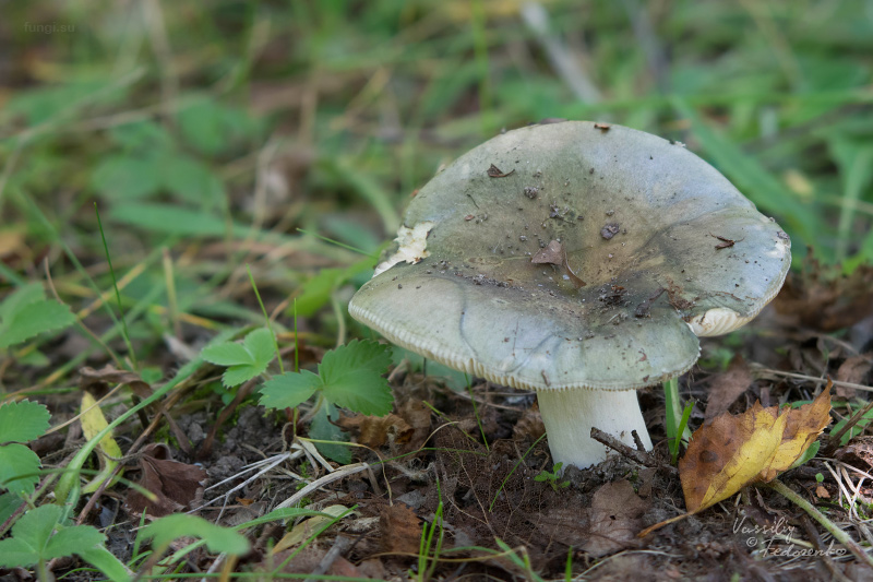 russula-aeruginea_16.jpg