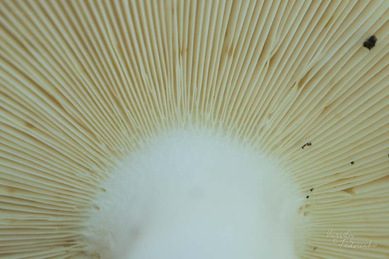 russula-aeruginea_17.jpg