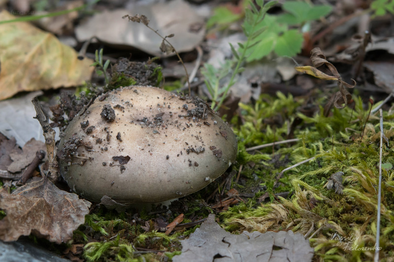 russula-aeruginea_18.jpg