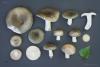 russula-aeruginea_19_t1.jpg