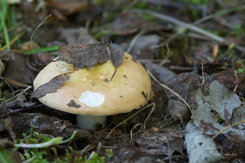 russula_001.jpg