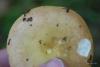 russula_002_t1.jpg