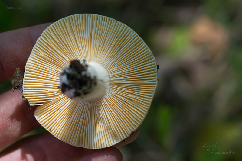 russula_003.jpg