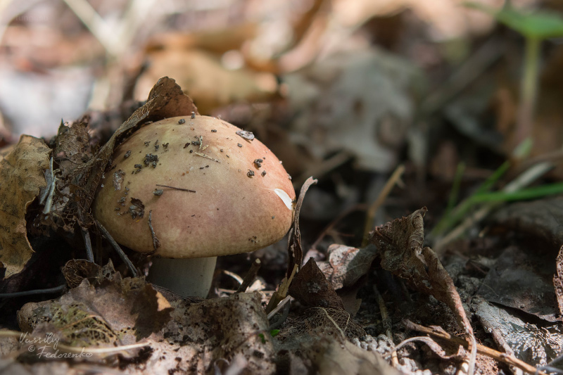 russula_004.jpg