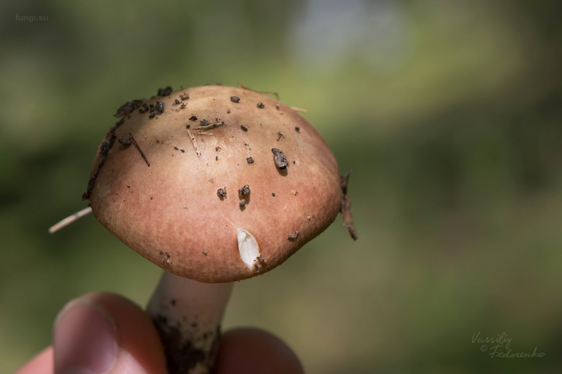 russula_005.jpg