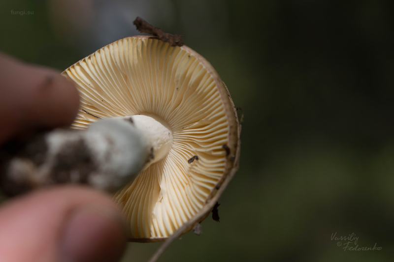 russula_006.jpg