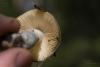 russula_006_t1.jpg