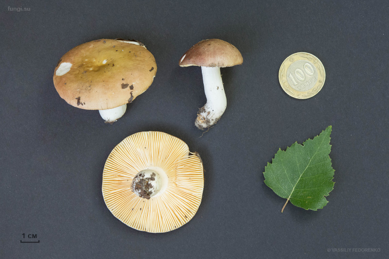 russula_007.jpg