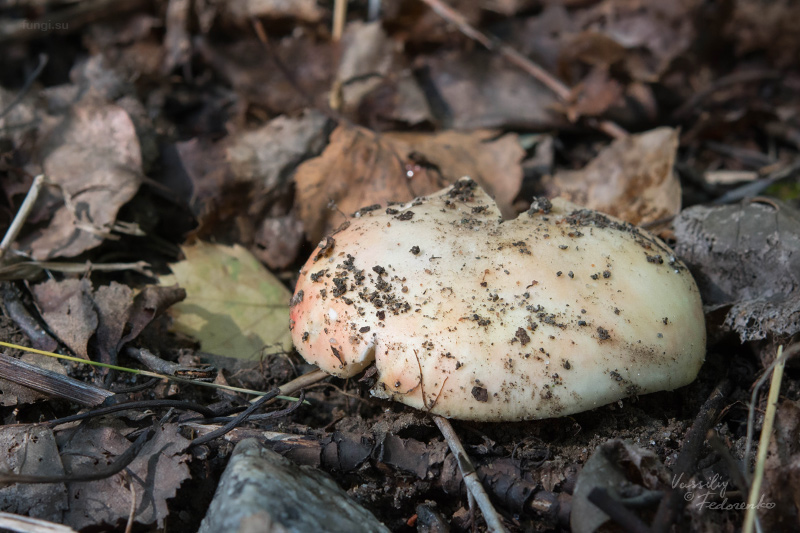 russula_01_1.jpg