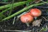 russula_01_t1.jpg