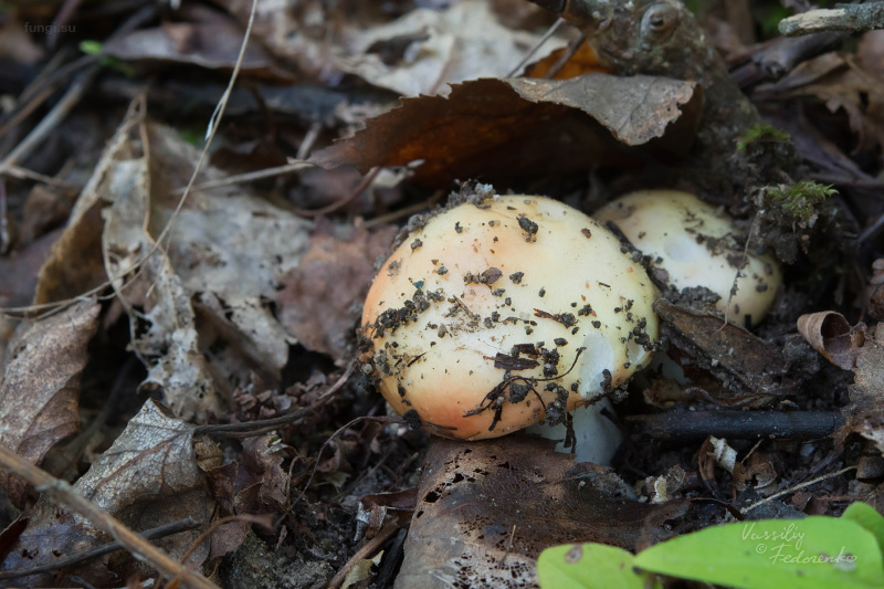 russula_02_1.jpg