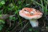 russula_02_t1.jpg