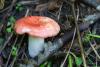 russula_03_t1.jpg