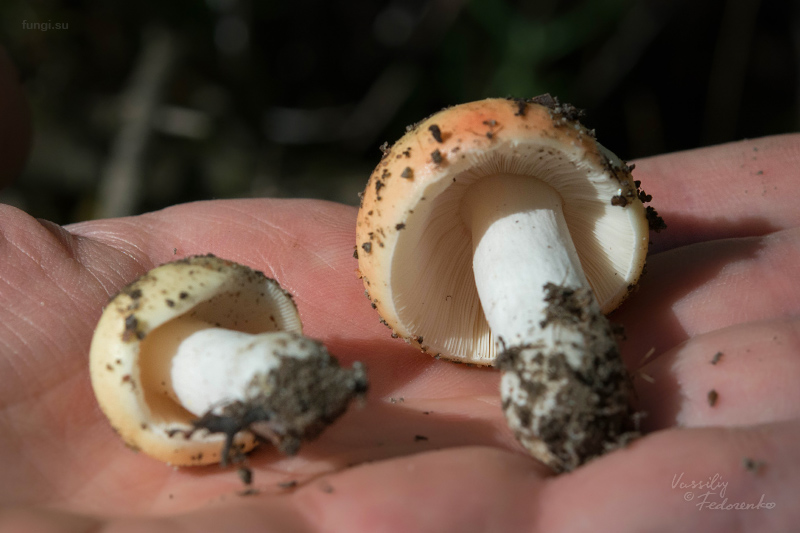 russula_04_1.jpg