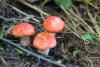 russula_04_t1.jpg