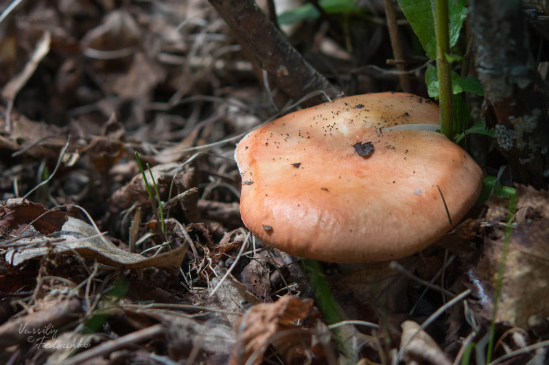 russula_05_1.jpg