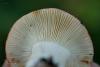 russula_05_t1.jpg