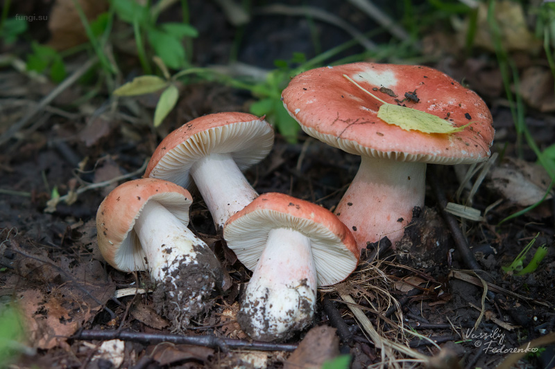 russula_06.jpg