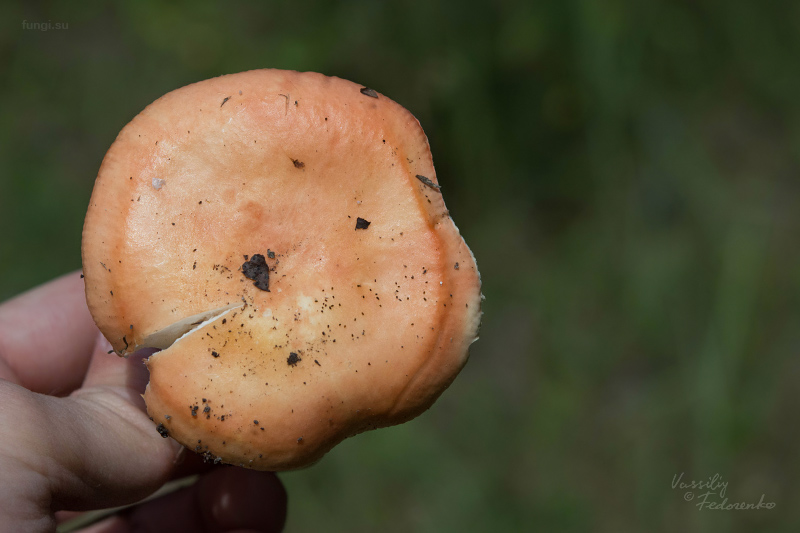 russula_06_1.jpg