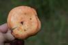 russula_06_t1_1.jpg