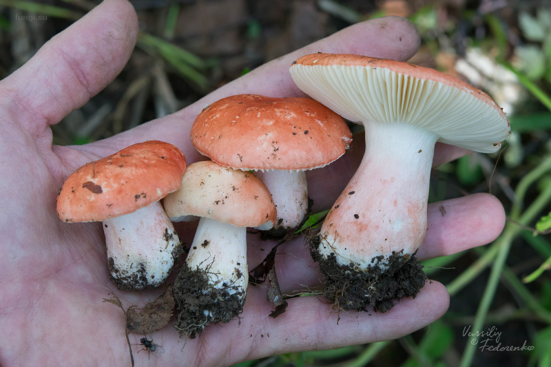 russula_07.jpg