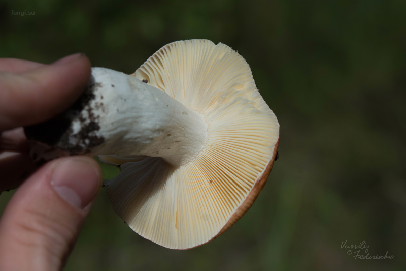 russula_07_1.jpg