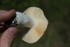 russula_07_t1_1.jpg