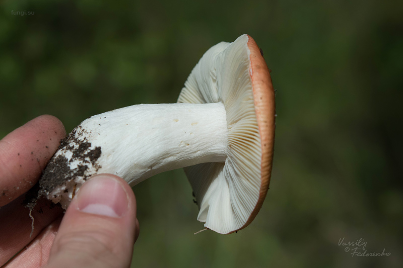 russula_08_1.jpg