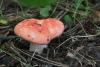 russula_08_t1.jpg