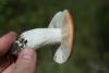 russula_08_t1_1.jpg