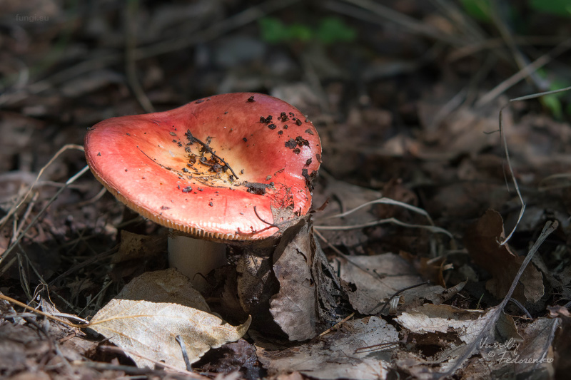 russula_09_1.jpg