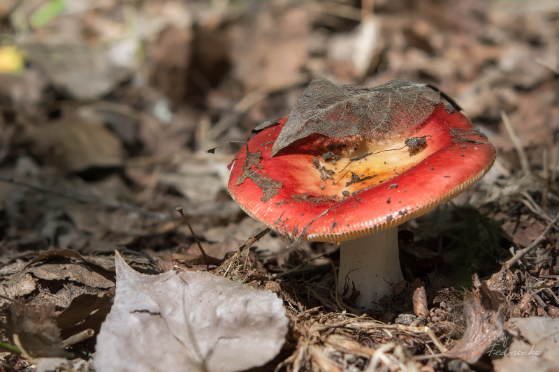 russula_10_1.jpg