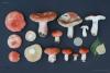 russula_10_t1.jpg