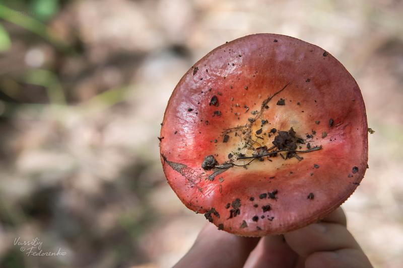 russula_11.jpg