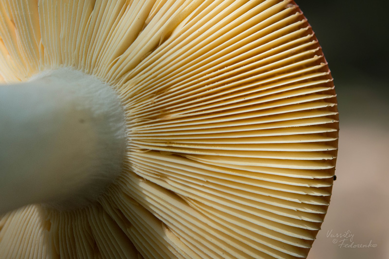 russula_12.jpg