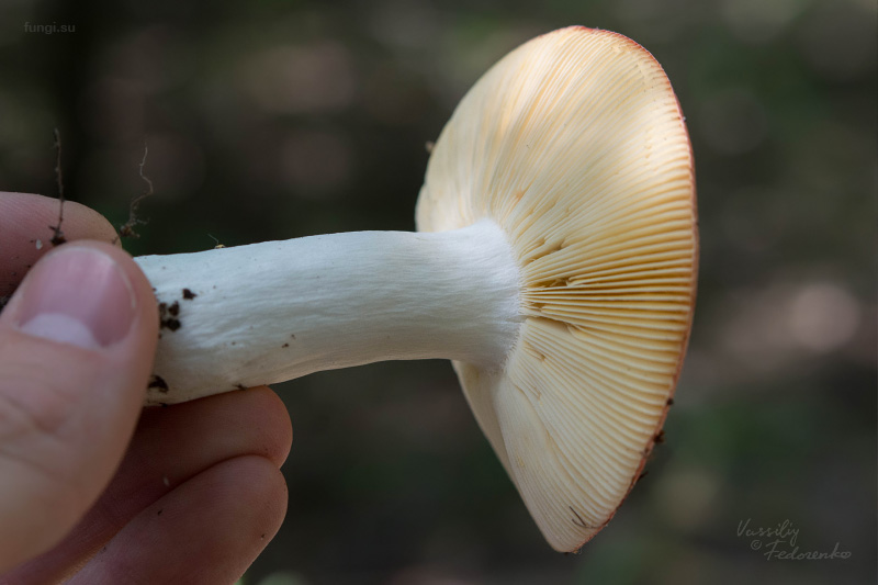 russula_13.jpg