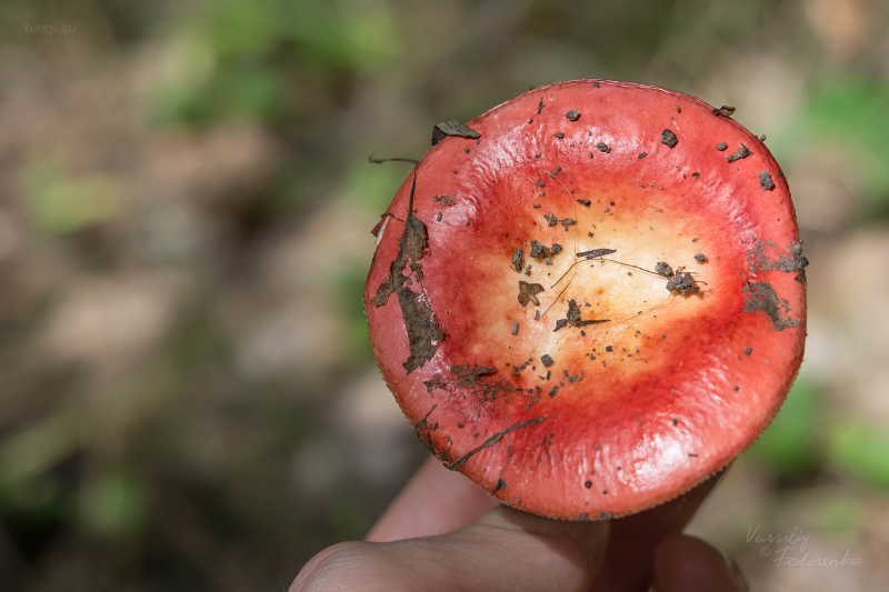 russula_14.jpg