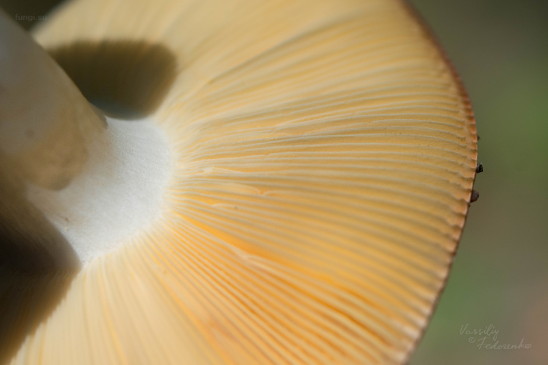 russula_15.jpg