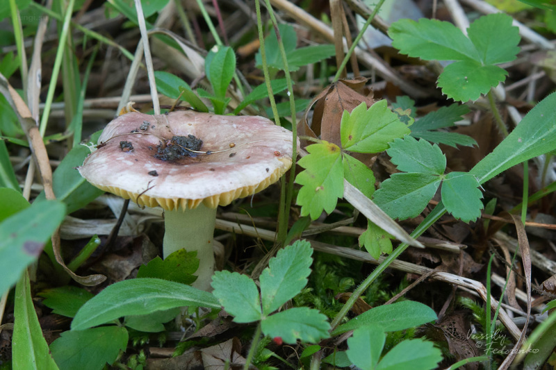 russula_16.jpg