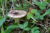 russula_16_t1.jpg