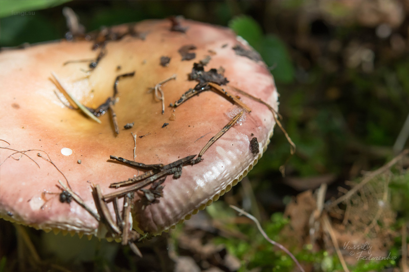 russula_17.jpg