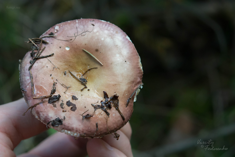 russula_18.jpg