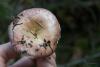 russula_18_t1.jpg