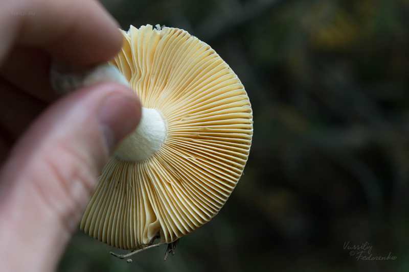 russula_19.jpg