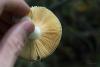 russula_19_t1.jpg