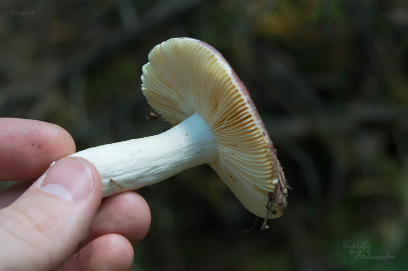 russula_20.jpg