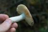 russula_20_t1.jpg