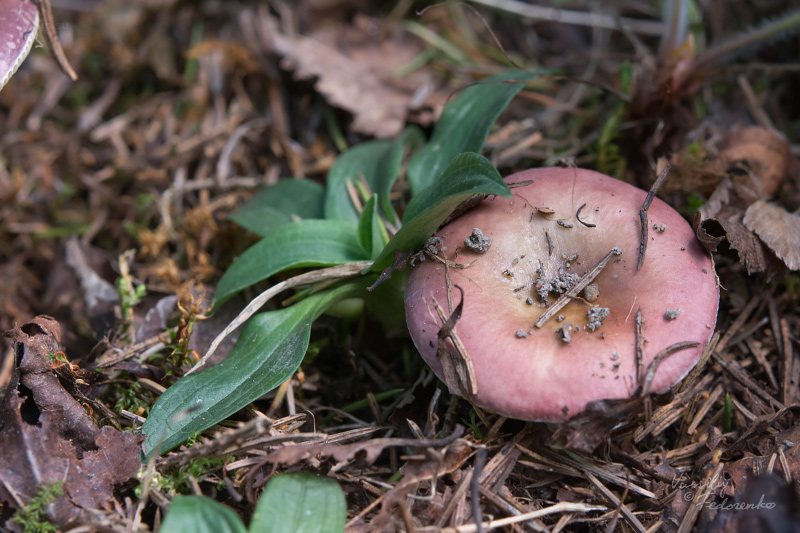 russula_21.jpg