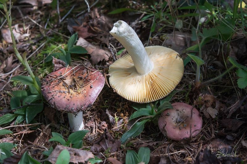 russula_22.jpg