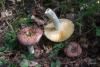 russula_22_t1.jpg